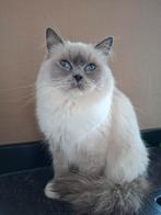 Prachtige ragdoll poes met stamboom, Dieren en Toebehoren, Katten en Kittens | Raskatten | Langhaar, Poes, Gechipt, 3 tot 5 jaar