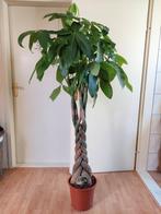 XL Pachira Aquatica (dikke stammen!) Geldboom / Watercacao, Ophalen, Overige soorten, Halfschaduw, 150 tot 200 cm