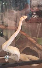 balpython koningspython met compleet ingericht terrarium, Dieren en Toebehoren, Slang, Met terrarium, 0 tot 2 jaar