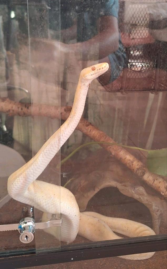 Rainbow albino Enchi python met compleet ingericht terrarium, Dieren en Toebehoren, Reptielen en Amfibieën, Slang, 0 tot 2 jaar