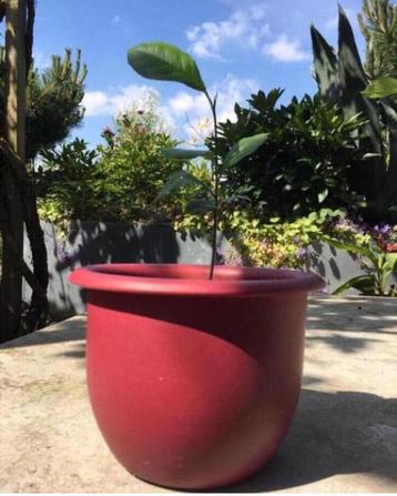 Vintage jaren’50 bloempotten uniek diverse roze terracotta beschikbaar voor biedingen