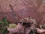 Python slang vrouwelijk inclusief terrarium, Dieren en Toebehoren, Ophalen, Terrarium of Paludarium