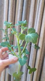 Senecio articulatus (Candle Plant), Huis en Inrichting, Kamerplanten, Vetplant, Ophalen of Verzenden, In pot, Minder dan 100 cm