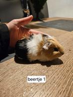 5 jonge cavia beertjes / baby cavia's mannen, Dieren en Toebehoren, Knaagdieren, Cavia, Mannelijk, December, Tam