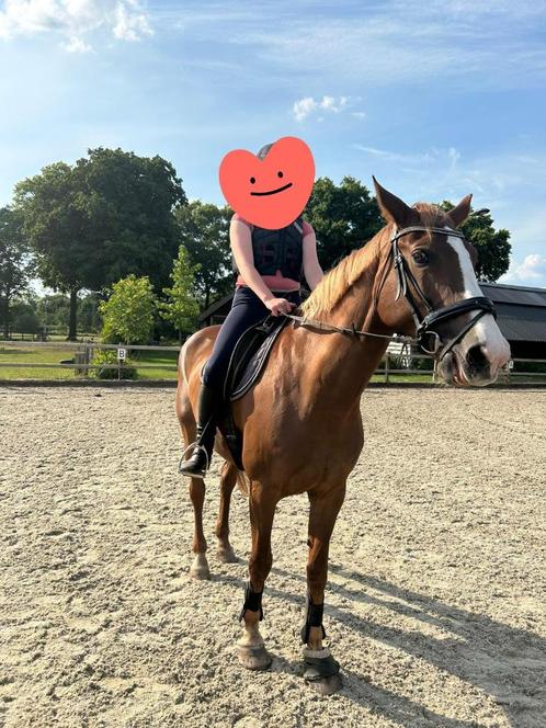 Verzorgpony gezocht , betrouwbare verzorger aangeboden!, Dieren en Toebehoren, Overige Dieren-accessoires, Nieuw, Ophalen of Verzenden