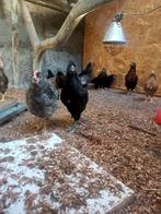 Gratis hanen, Dieren en Toebehoren, Pluimvee, Mannelijk, Kip
