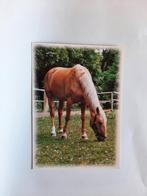kaart paard veulen dier, Ophalen, 1980 tot heden, Ongelopen, Paard