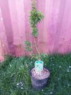 Acer palmatum 'Shishigashira', Ophalen, Bloeit niet, Overige soorten, Halfschaduw