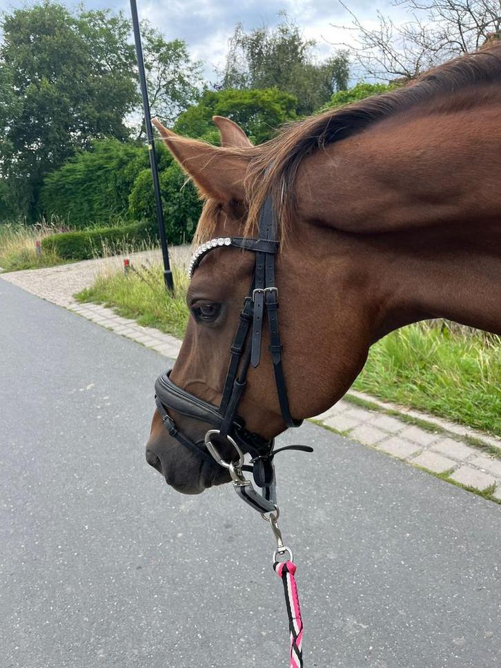 Super lief KWPN projectpaard/fokmerrie, Dieren en Toebehoren, Paarden, Merrie, Dressuurpaard