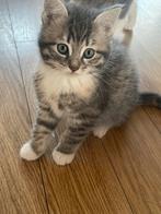 Lieve kittens op zoek naar een nieuw warm huisje, Dieren en Toebehoren, Katten en Kittens | Raskatten | Korthaar, Meerdere dieren