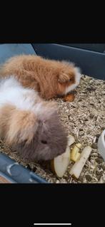 CH Teddy cavia beer, Dieren en Toebehoren, Augustus, Mannelijk, Cavia