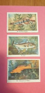 3210 rizla zo moet je vissen plaatjes 11-44-50, Boeken, Verzenden