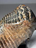Wolharige Mammoet tand op standaard, Verzamelen, Mineralen en Fossielen, Ophalen, Fossiel