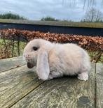 Raszuivere franse hangoor ram, Dieren en Toebehoren, Konijnen, Mannelijk, Groot, Hangoor, 0 tot 2 jaar