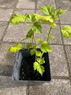 T.k 3 x hibiscus struikjes in 1 pot, biologisch opgekweekt, Tuin en Terras, Planten | Struiken en Hagen, Ophalen, Overige soorten