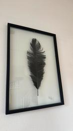 Zwarte veer in lijst 75 x 53 cm, Minder dan 50 cm, 50 tot 75 cm, Ophalen of Verzenden, Zo goed als nieuw