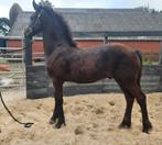 Fries hengstveulen, Dieren en Toebehoren, Paarden, Hengst, 0 tot 2 jaar