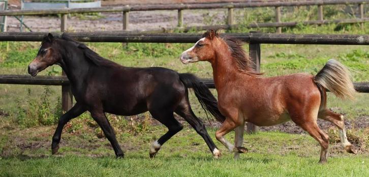 Twee prachtige Welsh sectie A jaarling merries, Dieren en Toebehoren, Pony's, Merrie, Onbeleerd, B pony (1.17m tot 1.27m), Recreatiepony
