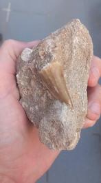 Mosasaurus tand + bot in origineel matrix fossiel, Ophalen of Verzenden, Fossiel