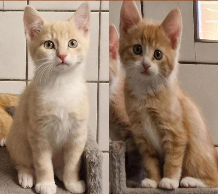2 Noorse Boskat kittens zoeken gouden mandjes, Dieren en Toebehoren, Katten en Kittens | Raskatten | Langhaar, Kater, 0 tot 2 jaar