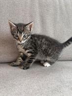 Nieuw huisje gezocht, Dieren en Toebehoren, Katten en Kittens | Overige Katten, Poes