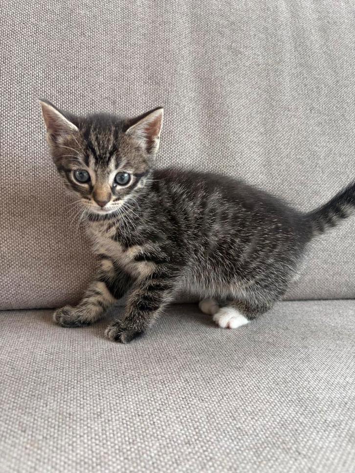 Nieuw huisje gezocht, Dieren en Toebehoren, Katten en Kittens | Overige Katten, Poes