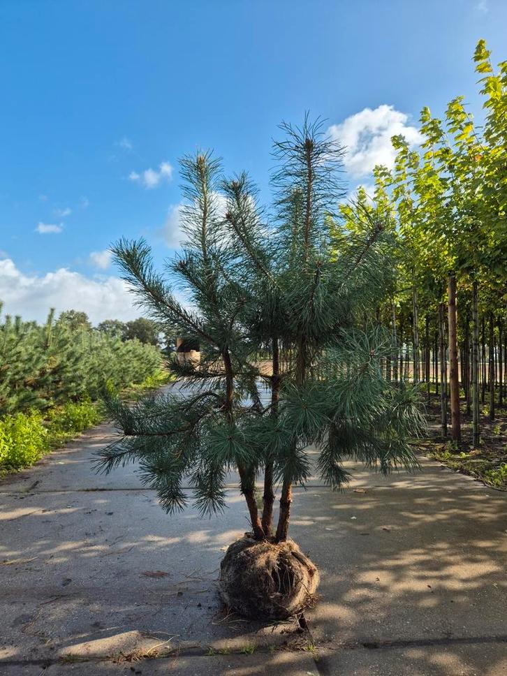 Meerstammige Grove Den (Pinus sylvestris) in diverse maten, Tuin en Terras, Planten | Bomen, Overige soorten, Volle zon, Ophalen of Verzenden