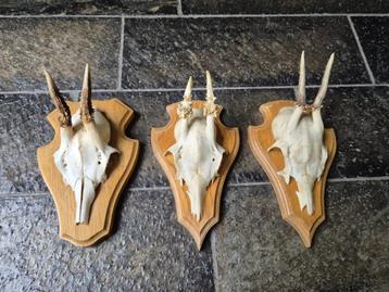 3 leuke ree geweien samen € 18 jacht mancave overkapping c63 beschikbaar voor biedingen
