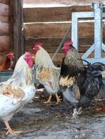 3 grote hanen, Dieren en Toebehoren, Mannelijk, Kip