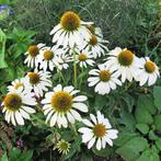Echinacea purpurea ‘White Swan’ - witte zonnehoed, Volle zon, Vaste plant, Zomer, Ophalen