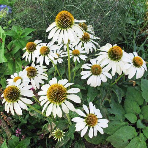 Echinacea purpurea ‘White Swan’ - witte zonnehoed, Tuin en Terras, Planten | Tuinplanten, Vaste plant, Overige soorten, Volle zon