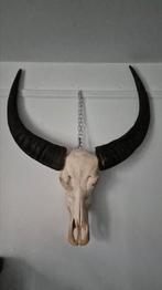 mooie grote waterbuffel skull, Verzamelen, Dierenverzamelingen, Ophalen of Verzenden, Gebruikt, Beeldje of Figuurtje