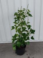 Hedera arborescens, Vaste plant, Halfschaduw, Zomer, Ophalen