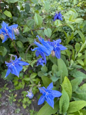 Akelei vulgaire inheemse vaste plant Aquilegia vulgaris beschikbaar voor biedingen