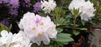 Rhododendron gommer waterer, Ophalen of Verzenden, Zomer, Overige soorten, Halfschaduw