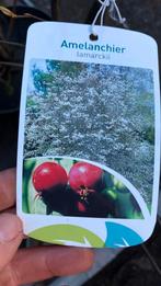 Krentenboom 1m 1,10m hoog, Tuin en Terras, Ophalen, Volle zon, Overige soorten, Minder dan 100 cm