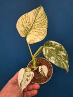 Monstera Mint p12 (3)