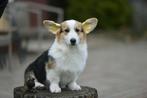 Mooi corgi pups jongens, Dieren en Toebehoren, Mei, Mannelijk