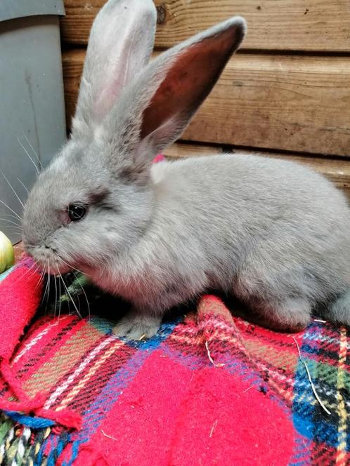 Rammetje kruising vlaamse reus, Dieren en Toebehoren, Konijnen, Groot, Mannelijk
