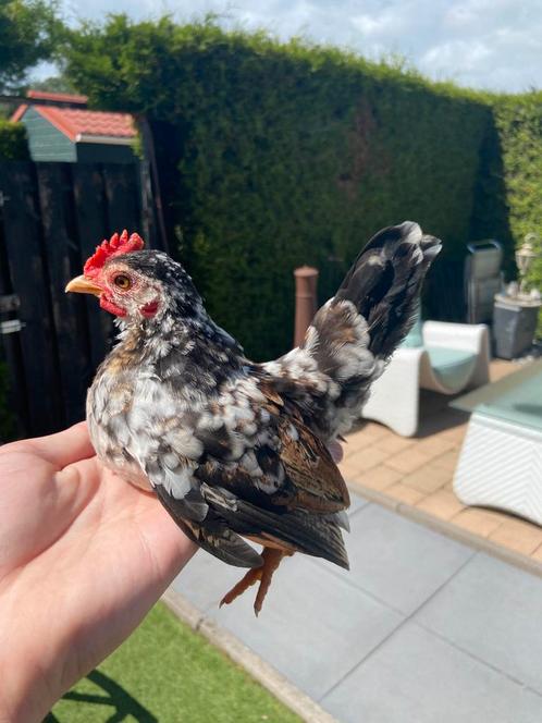 Serama haan split zijdeveer, Dieren en Toebehoren, Pluimvee, Kip, Mannelijk