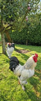 Haantjes, Dieren en Toebehoren, Pluimvee, Mannelijk, Kip