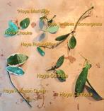 7 gewortelde Hoya stekjes!, Ophalen of Verzenden, Halfschaduw, Minder dan 100 cm