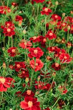 Tagetes Patula Linnaeus “Burning Embers”, Verzenden, Voorjaar, Volle zon, Zaad