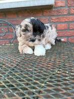 Boomer pups, Overige rassen, CDV (hondenziekte), 8 tot 15 weken, Meerdere