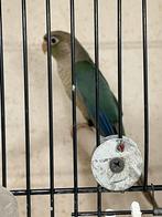 Te Koop 2 Pyrrhura Molinae’s, Vrouwelijk, Parkiet, Geringd