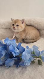 Britse Korthaar Golden Shaded kittens met stamboom, Dieren en Toebehoren, Katten en Kittens | Raskatten | Korthaar, Meerdere dieren