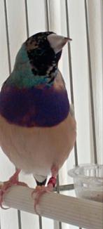 Gouldamadine man te koop, Dieren en Toebehoren, Vogels | Overige Vogels, Mannelijk, Tropenvogel, Geringd