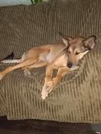 Baasje gezocht, Dieren en Toebehoren, Honden | Niet-rashonden, 6 jaar of ouder, Particulier, Rabiës (hondsdolheid), Buitenland