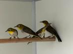 Roodflank brilvogel - zosterops erythropleurus, Meerdere dieren, Tropenvogel, Geringd
