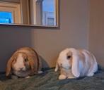 Mini lops, Dieren en Toebehoren, Konijnen, Meerdere dieren, Klein, Hangoor, 0 tot 2 jaar